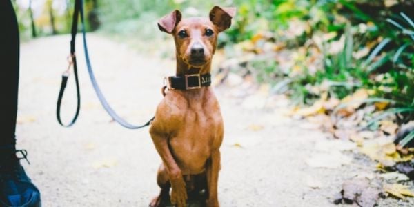 Dog training and socialization near best sale me